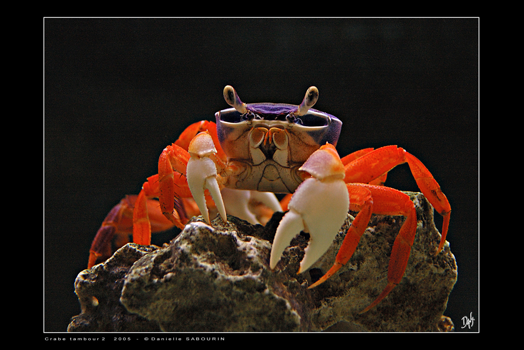 CRABE TAMBOUR2.jpg